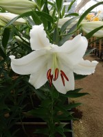 [4247 Nova Zenbla 2N No02.JPG]